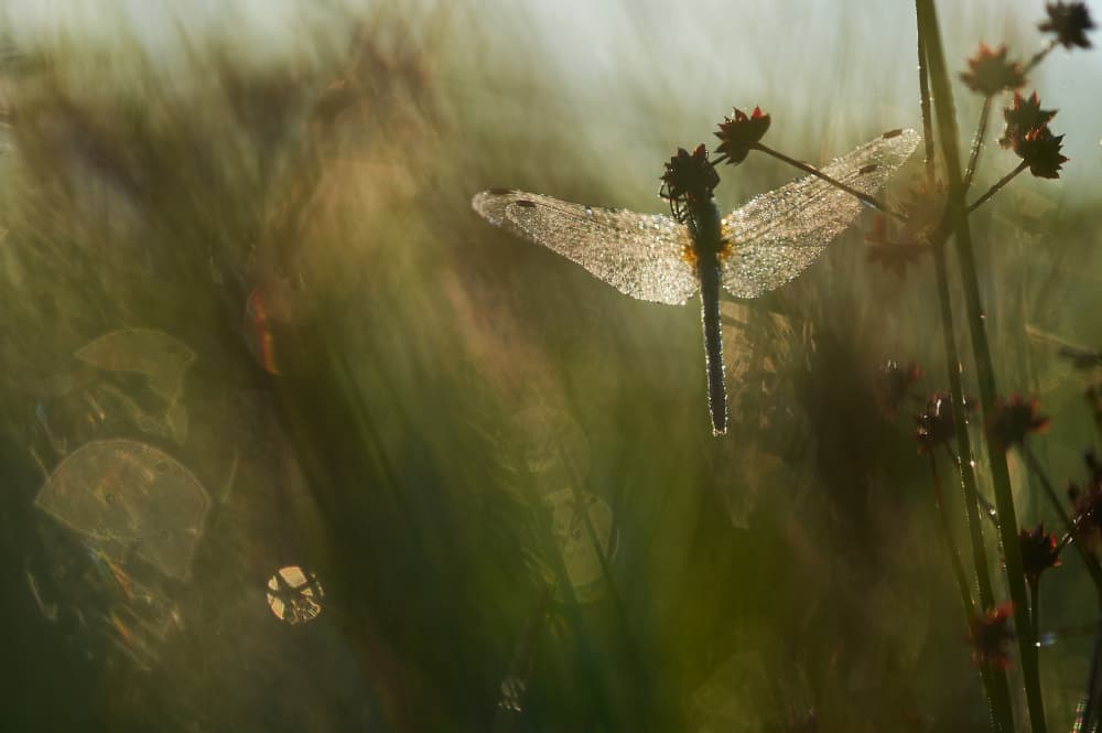 Morning Dew Dragonfly by Luc Baekelandt — canvas wall art