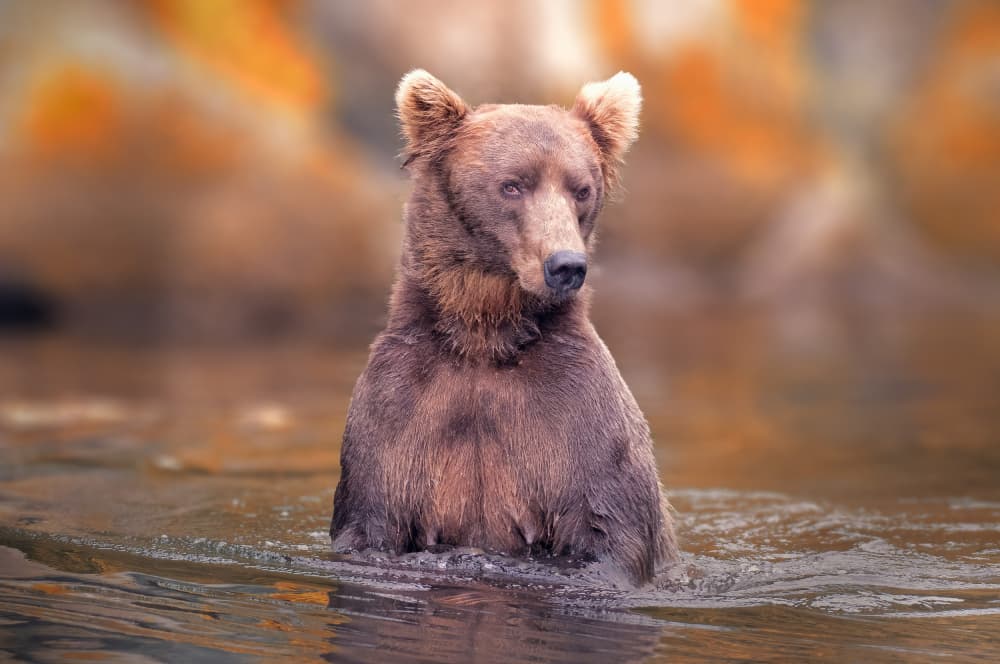 Majestic River Bear by Robert Zhang — canvas wall art