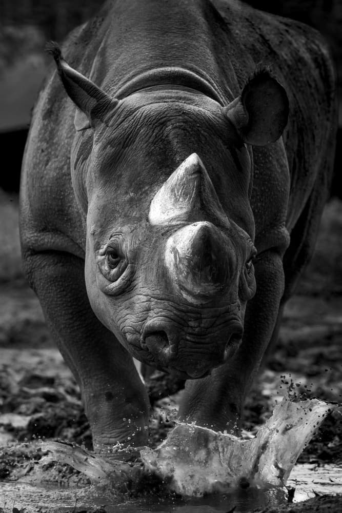 Black Rhino Splash by Haruma Okubo — canvas wall art