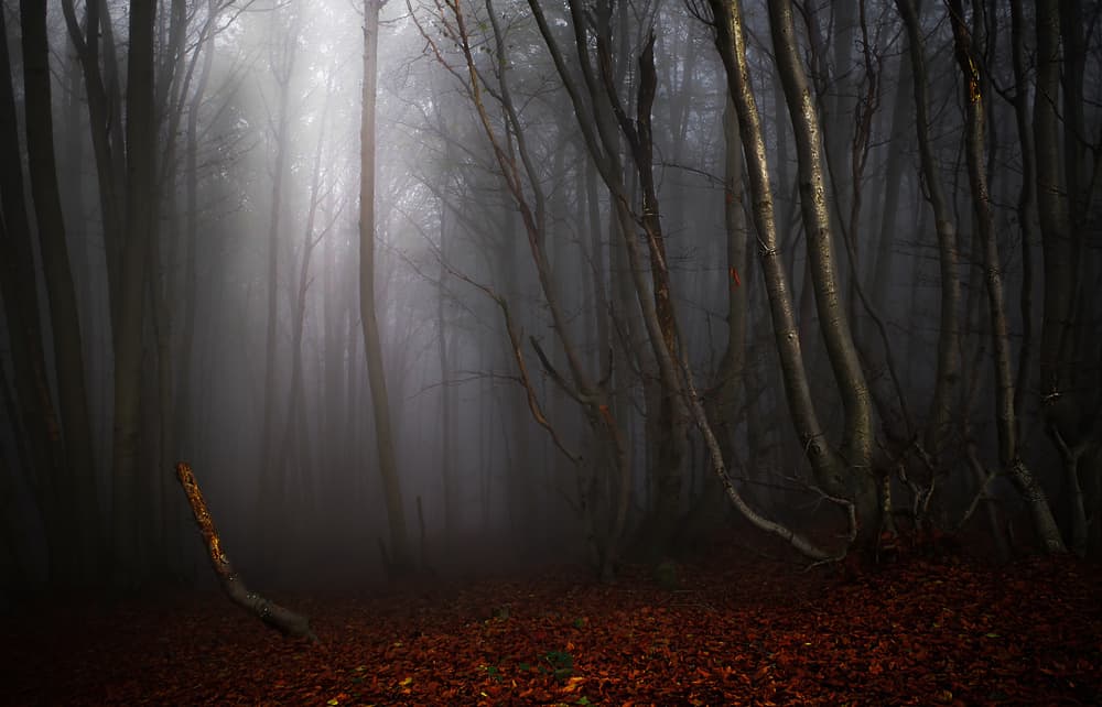 Mysterious Forest Light by Alessandro Traverso — canvas wall art