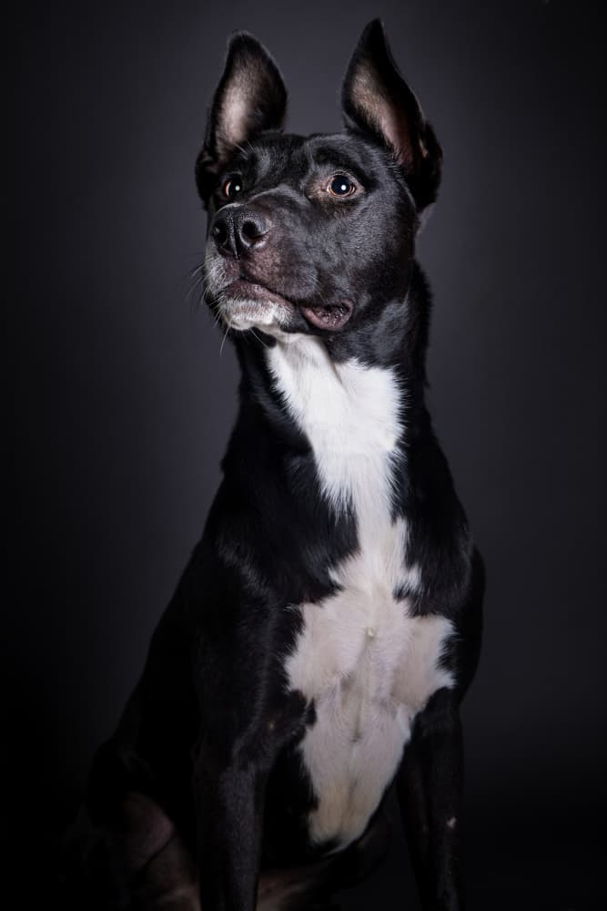 Attentive Black Dog by Javier del Puerto Photography — canvas wall art