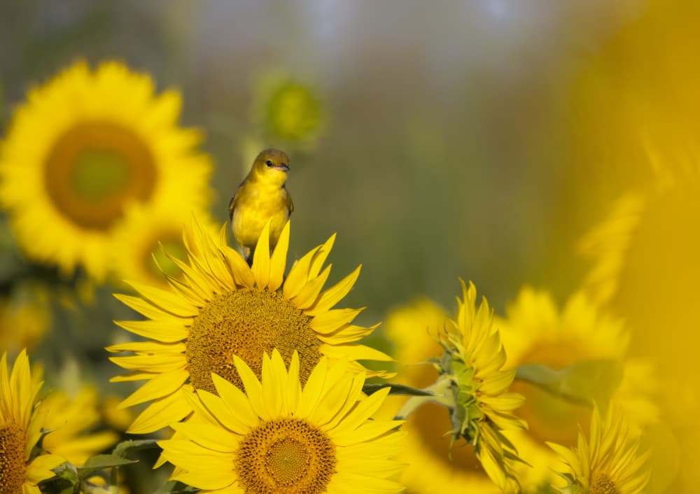 Goldfinch on Sunflower by Yi Pan — canvas wall art