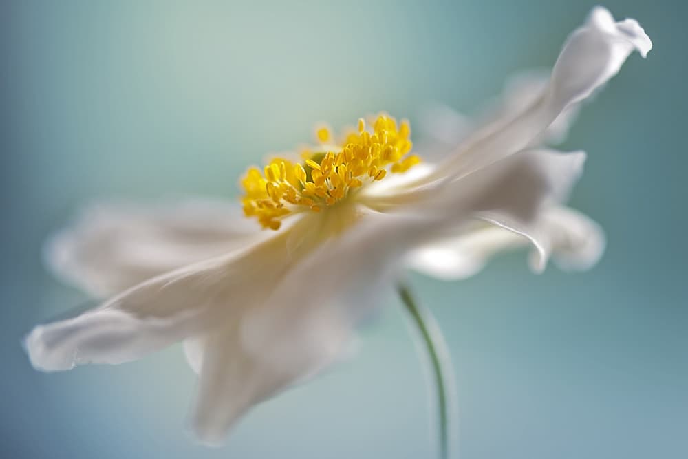 Serene White Petal Bloom by Jacky Parker — canvas wall art