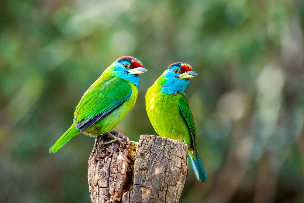 Vibrant Barbet Pair by Abdul Saleem — canvas wall art