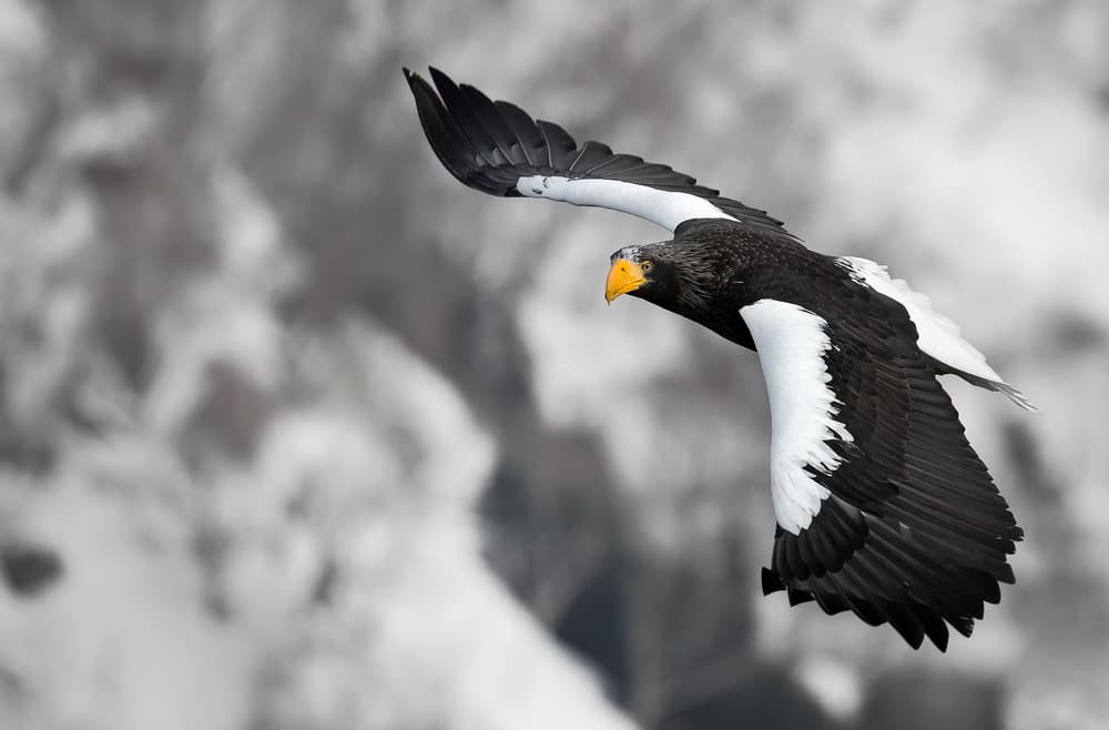 Steller's Eagle in Flight by C.S. Tjandra — canvas wall art
