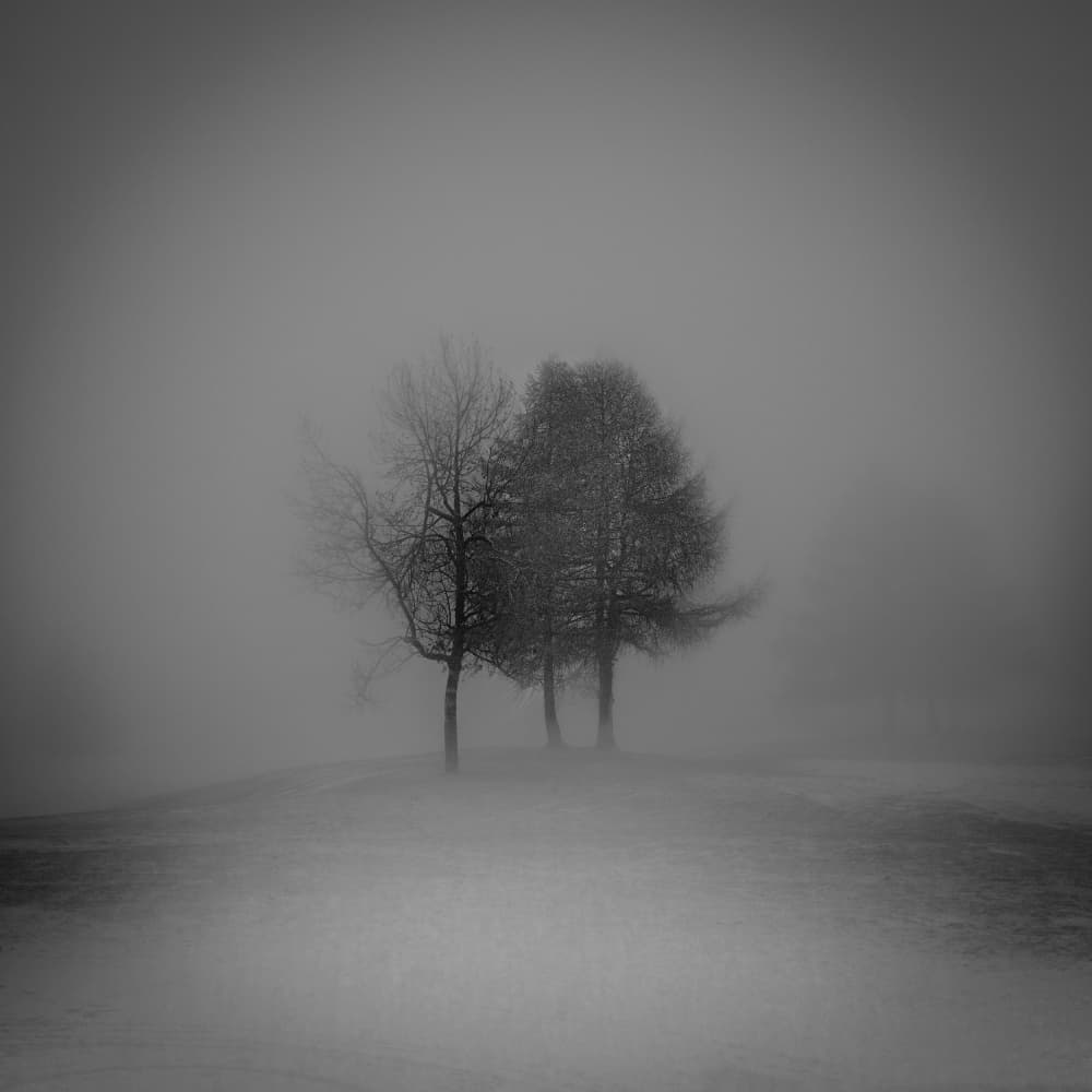 Misty Winter Trees by VéroniqueS — canvas wall art