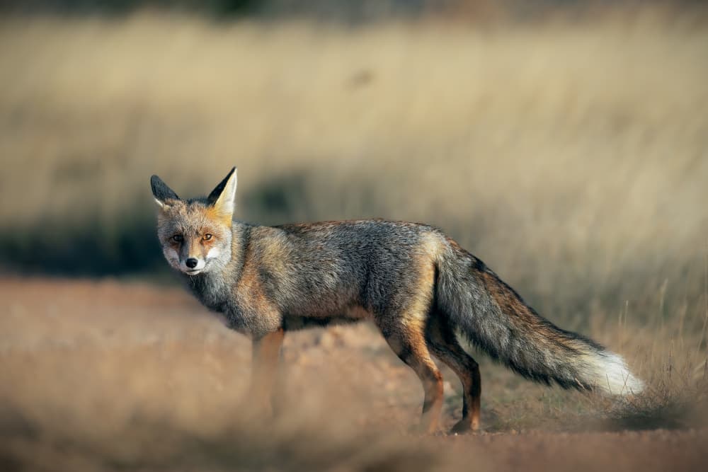Golden Hour Fox by TONY GORAN — canvas wall art