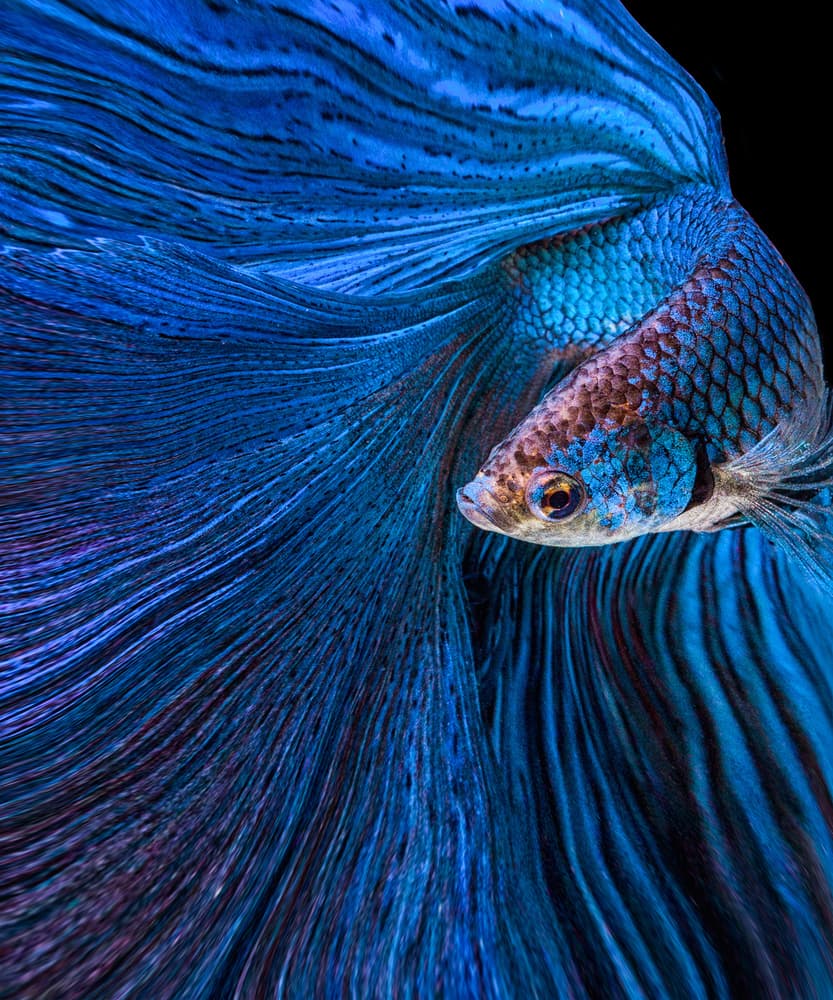 Elegant Blue Betta Fish by Andi Halil — canvas wall art