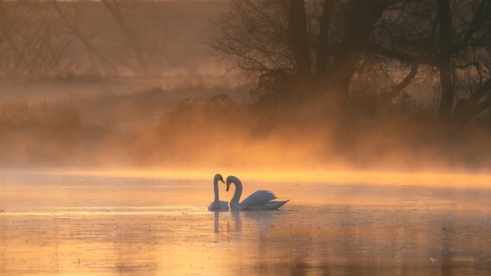 Romantic Swans Golden Lake by Joan Zhang — canvas wall art