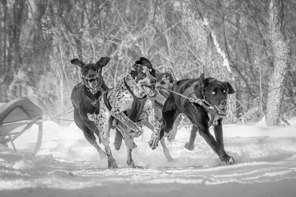 Winter Sled Dog Race by Richard Huang — canvas wall art