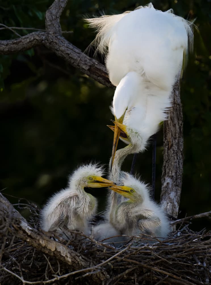 Egret Feeds Chicks by Mike He — canvas wall art