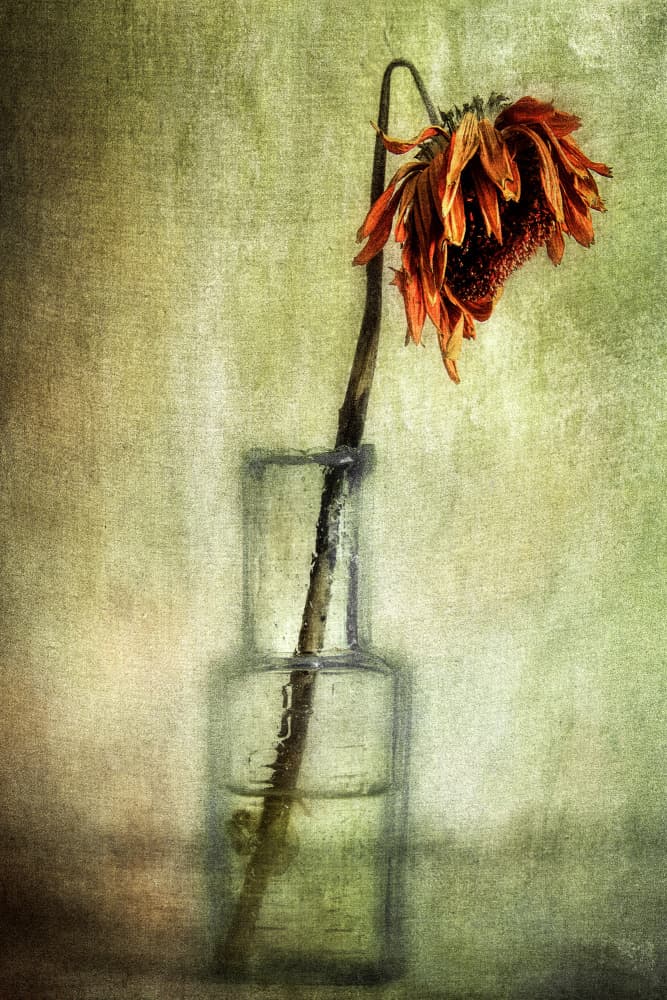 Dried Flower Still Life by Peter Paterson — canvas wall art