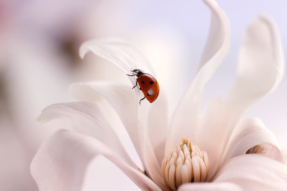 Ladybug On Magnolia Bloom by Ellen van Deelen — canvas wall art