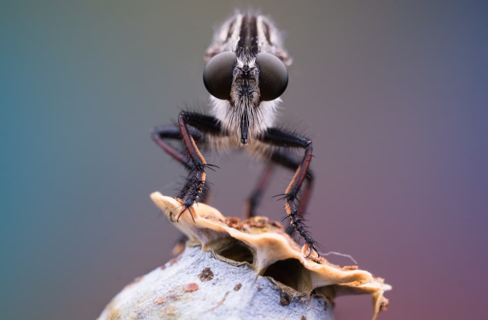 Robber Fly Macro Portrait by Summer2016 — canvas wall art
