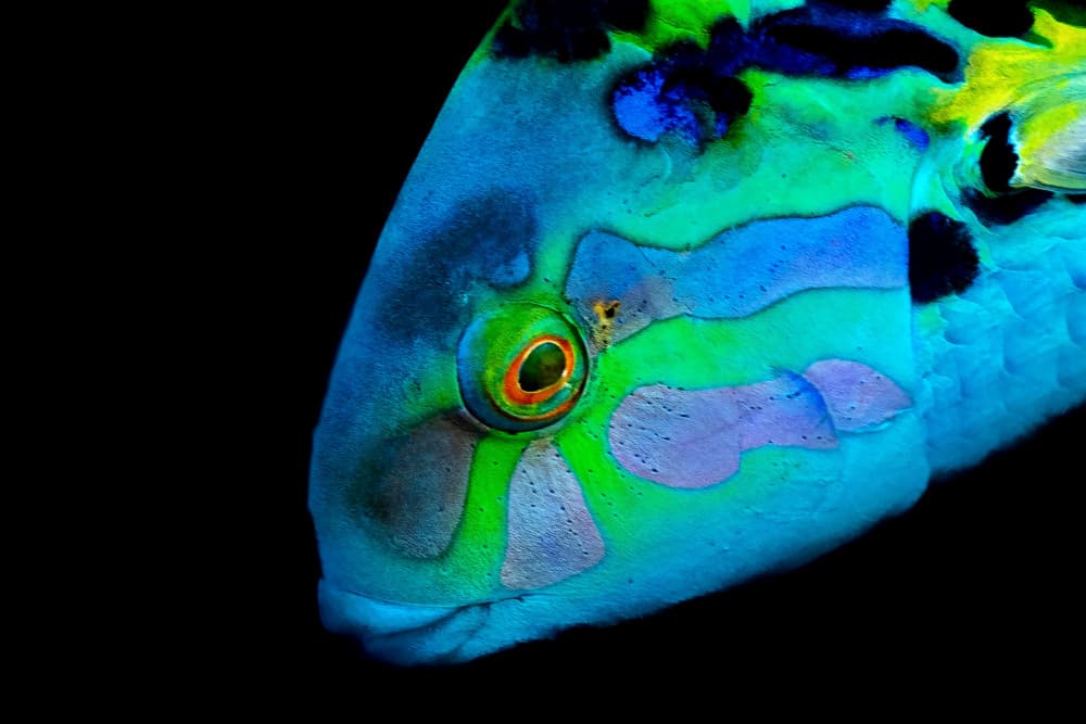 Vibrant Tropical Fish by Serge Melesan — canvas wall art