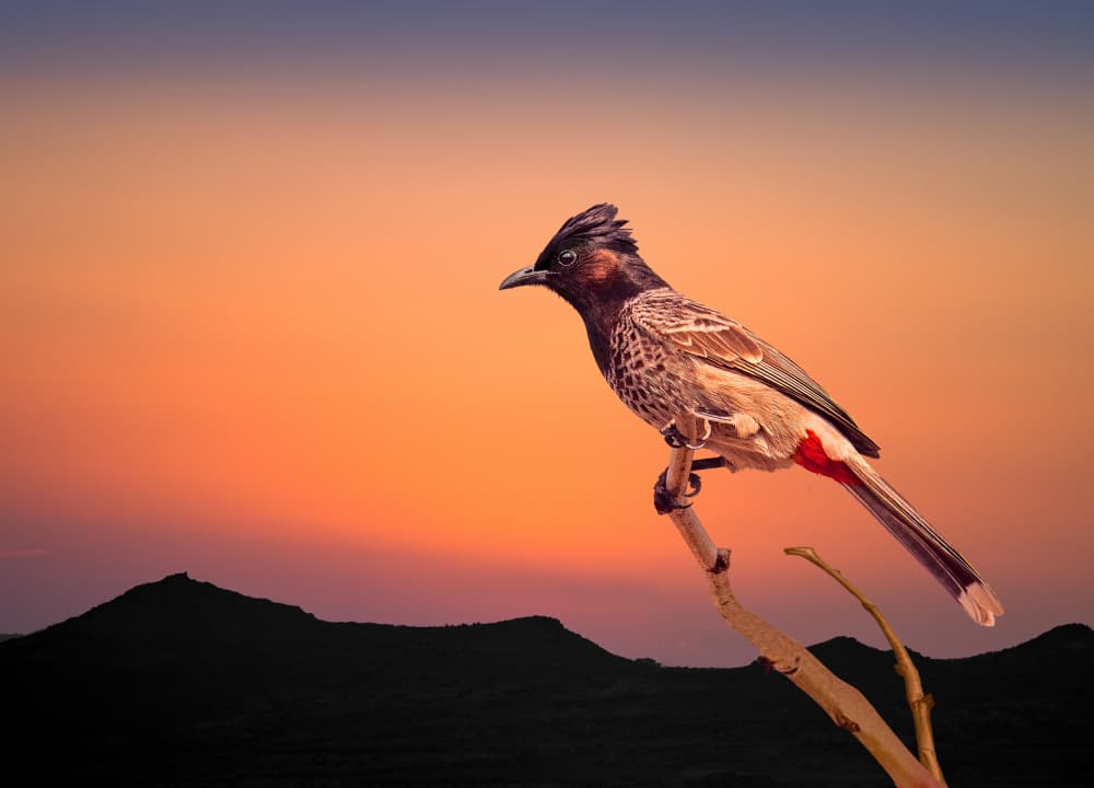 Crested Bulbul Sunset by Sayyed Nayyer Reza — canvas wall art