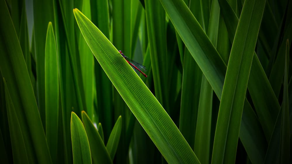 Red Damselfly On Green by Xun LI — canvas wall art