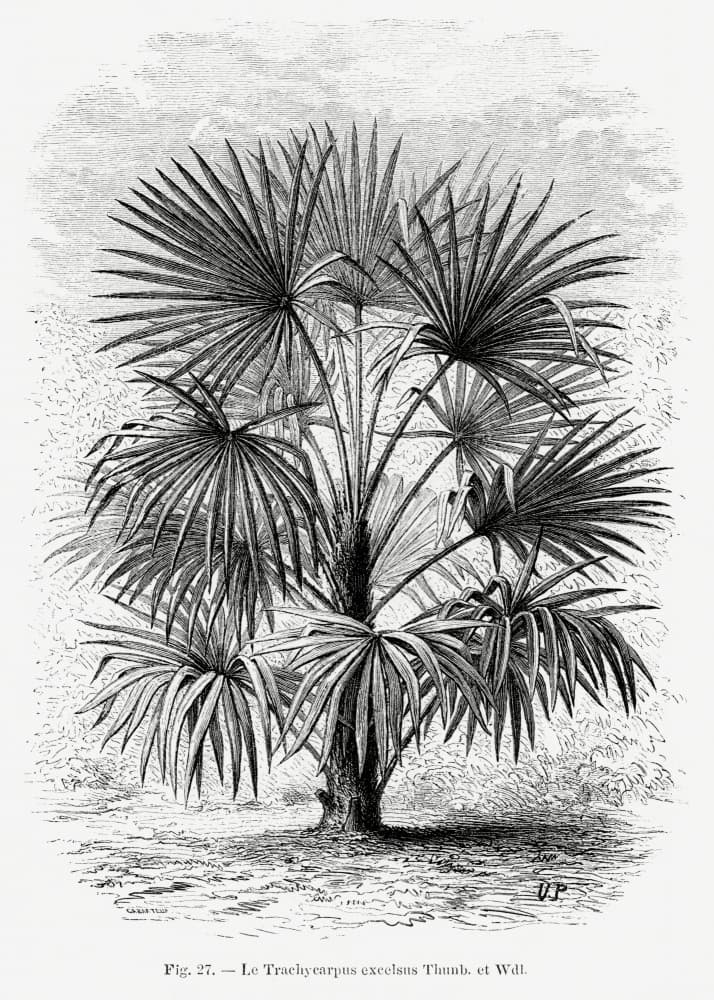 Vintage Palm Tree Drawing Xi by Les Palmiers Histoire Iconographique — canvas wall art
