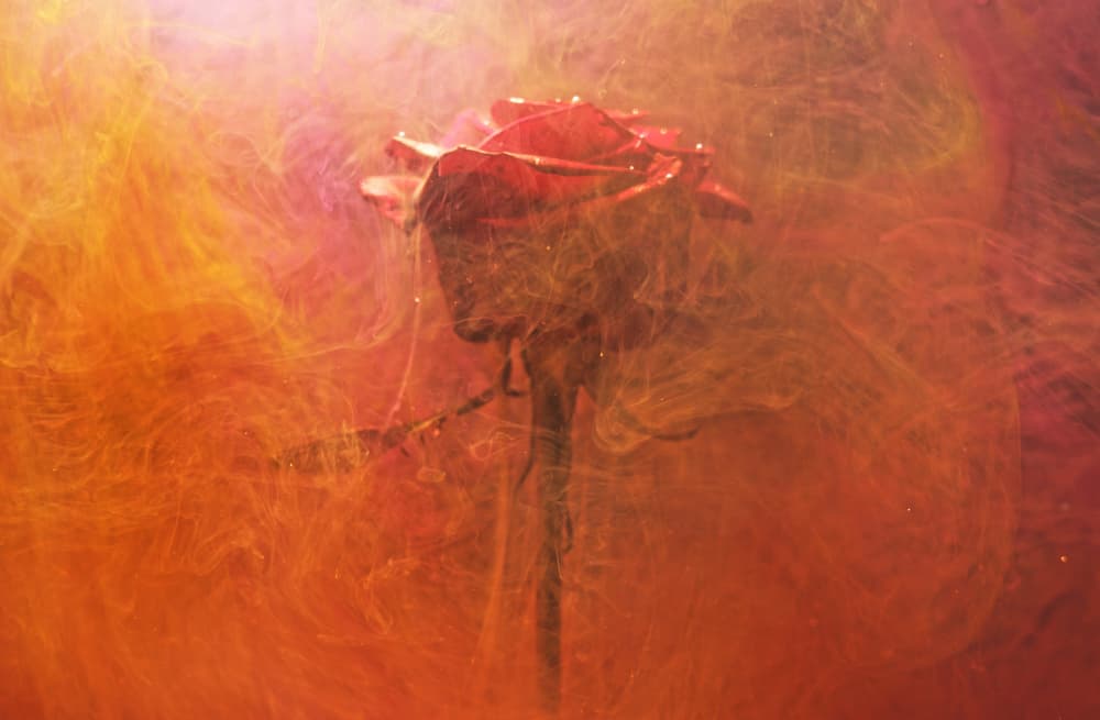 Swirling Rose Bloom by engin akyurt — canvas wall art