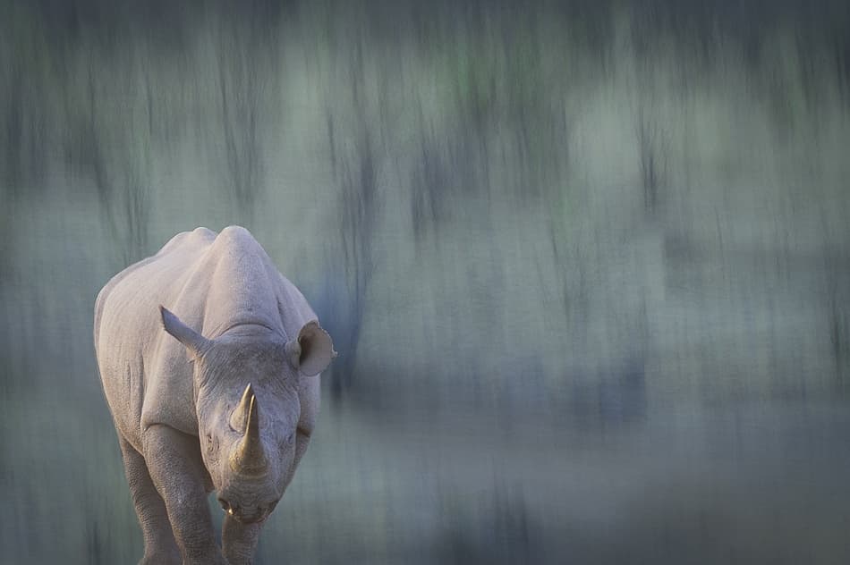 Black rhino by Hilde Ghesquiere — canvas wall art