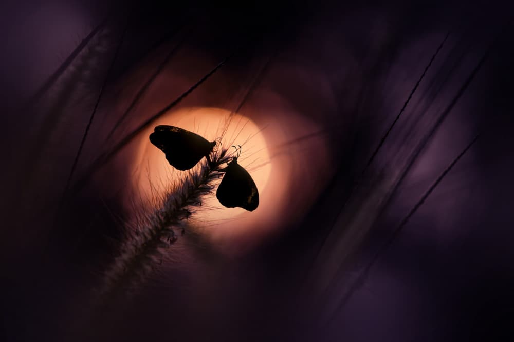 Butterflies Sunset Glow by Andri Priyadi — canvas wall art
