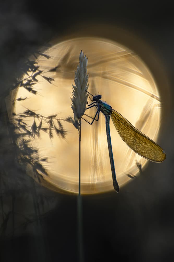 Golden Hour Dragonfly by Sebastien Blomme — canvas wall art