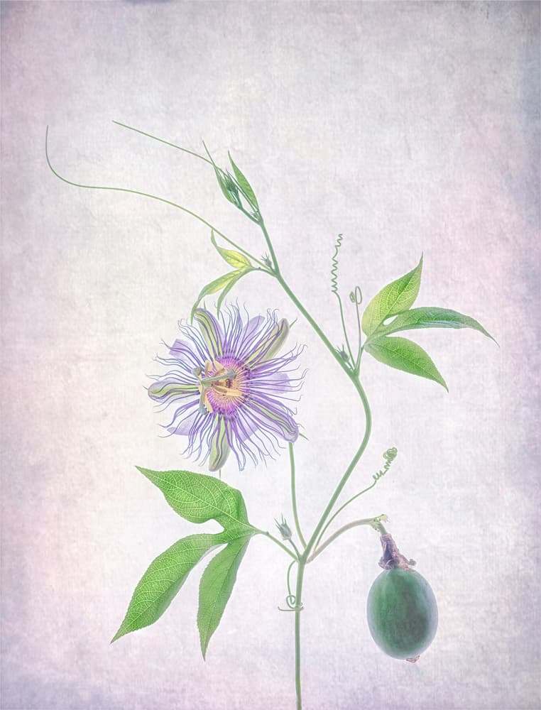 Vibrant Passion Flower by Catherine Wang — canvas wall art