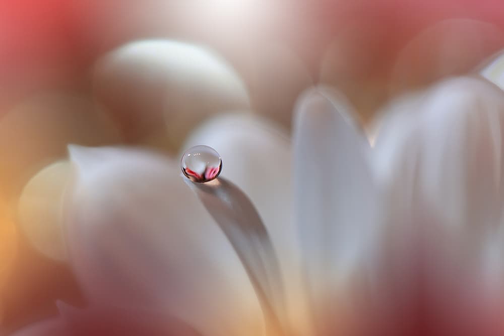 Ethereal Petal Drop by Juliana Nan — canvas wall art