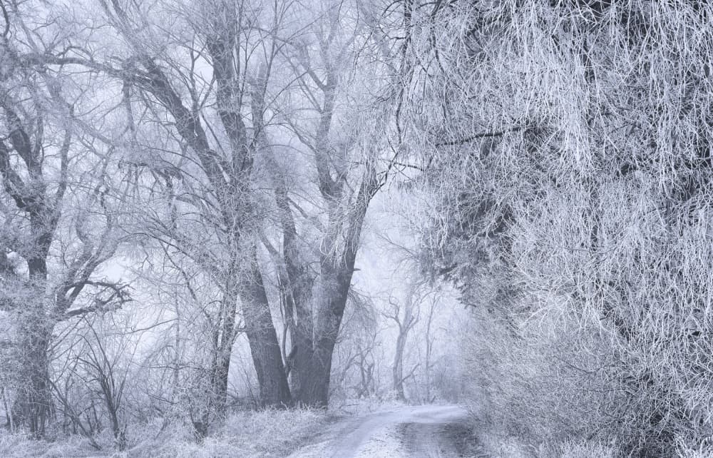 Frosted Winter Path by Norbert Maier — canvas wall art
