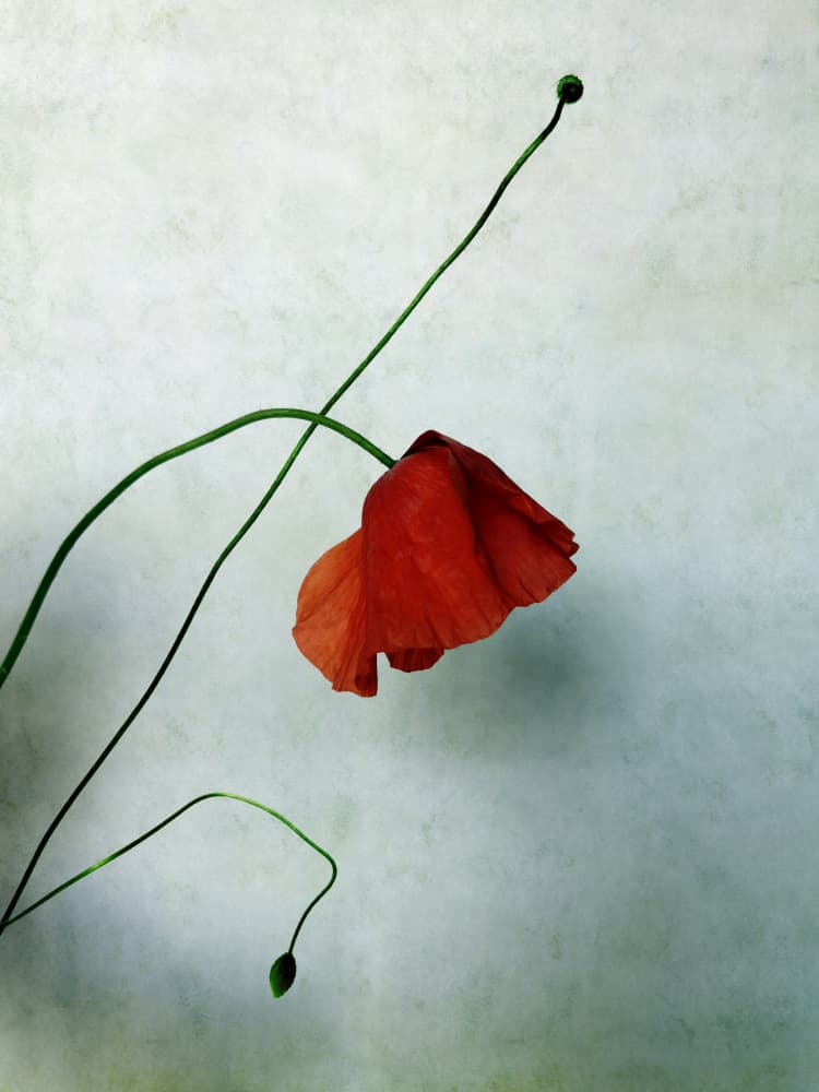 Delicate Red Poppy by Angelo Cerantola — canvas wall art