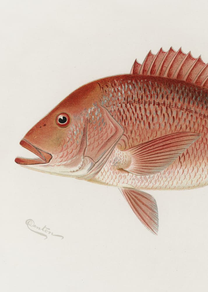 Red Snapper by Sherman F. Denton — canvas wall art