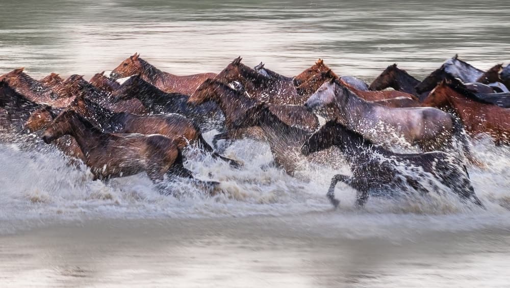 Wild Horses Splashing Water by YY DB — canvas wall art