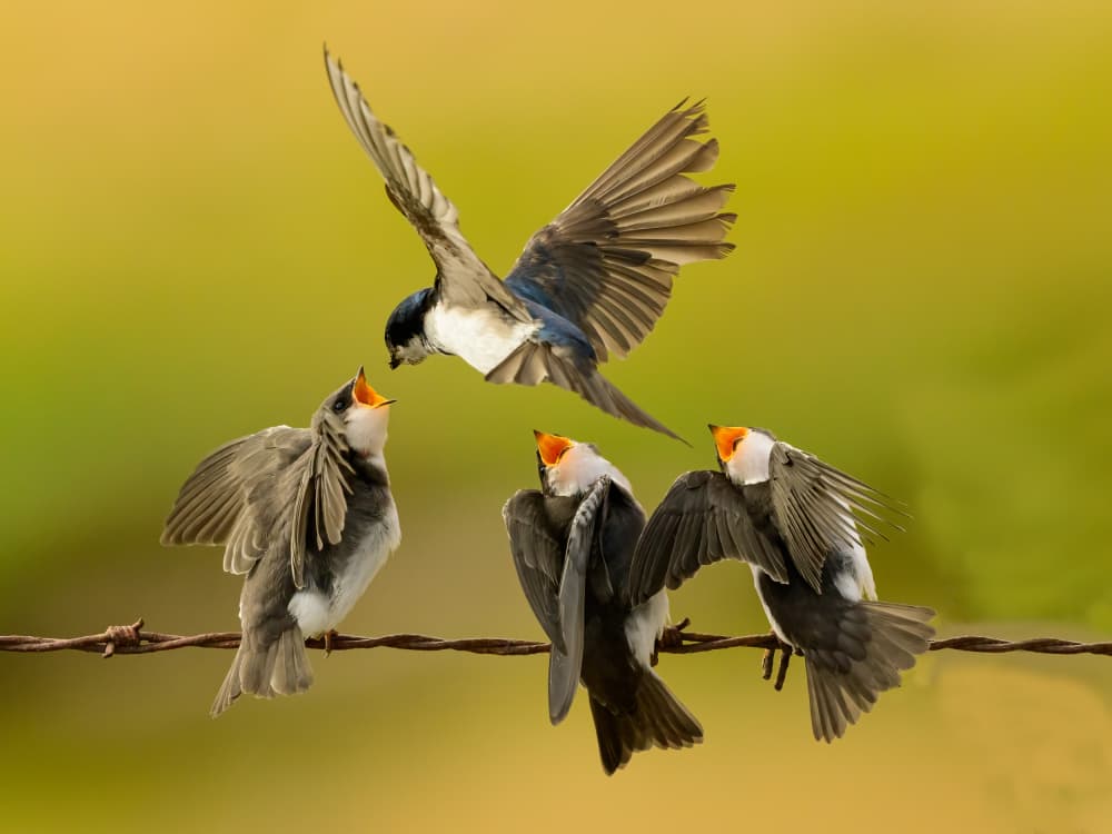 Swallow Family Feeding by Moses Wang — canvas wall art