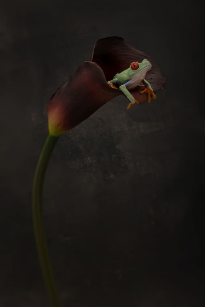 Red Eyed Frog Calla Lily by Linda D Lester — canvas wall art