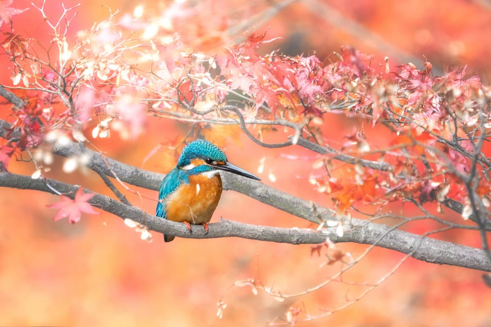Kingfisher on Autumn Branch by Takashi Suzuki — canvas wall art