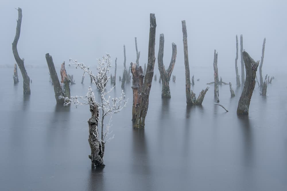 Frosted Lake Stumps by Piet Haaksma — canvas wall art