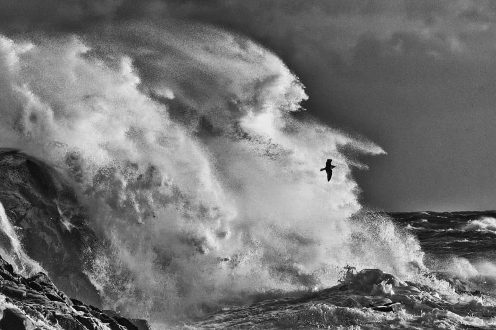 Stormy Ocean Bird by Ole Walter Sundlo — canvas wall art