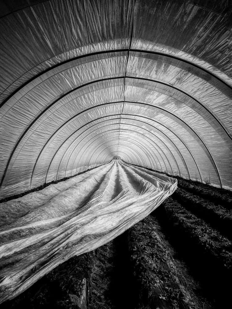 Arched Cultivation Tunnel by Heike Wolters-Wrase — canvas wall art