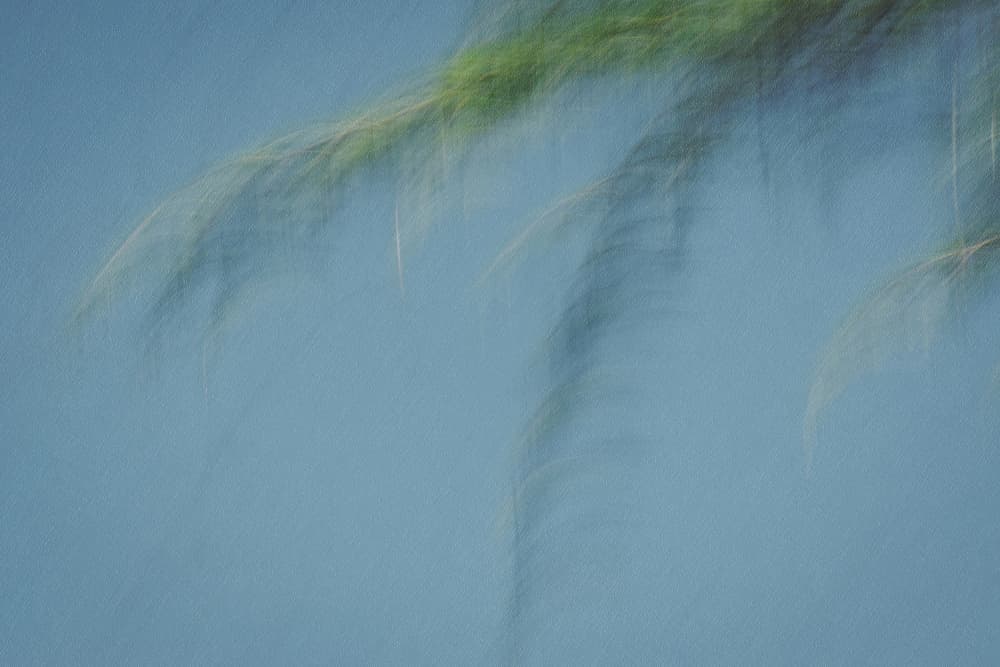Swaying Green Blur by Lynann Colligan — canvas wall art