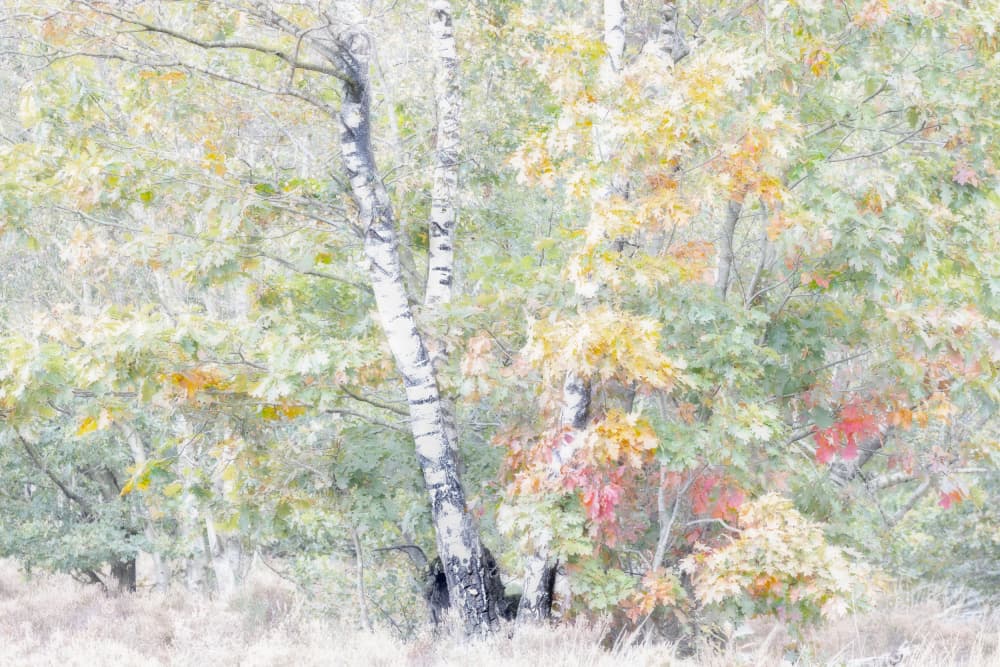 Dreamy Autumn Birches by brigitte van krimpen — canvas wall art