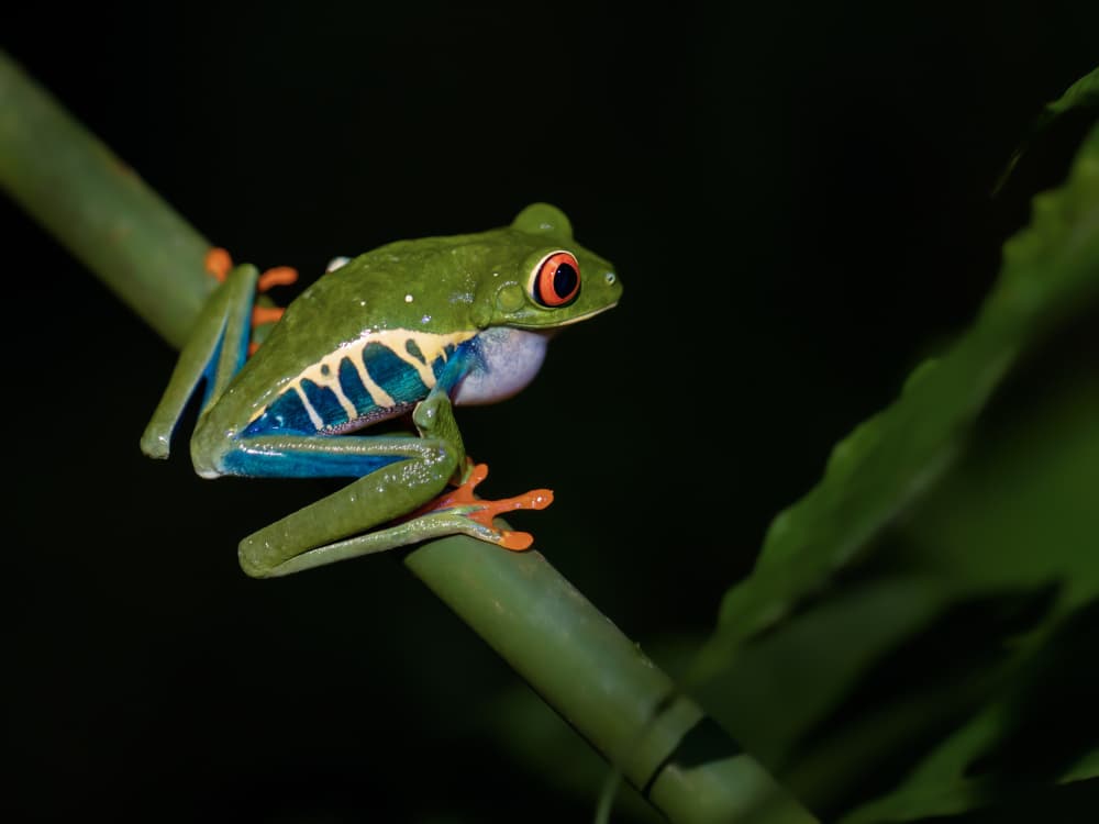 Vibrant Red Eyed Frog by Xiaohong Zhang — canvas wall art