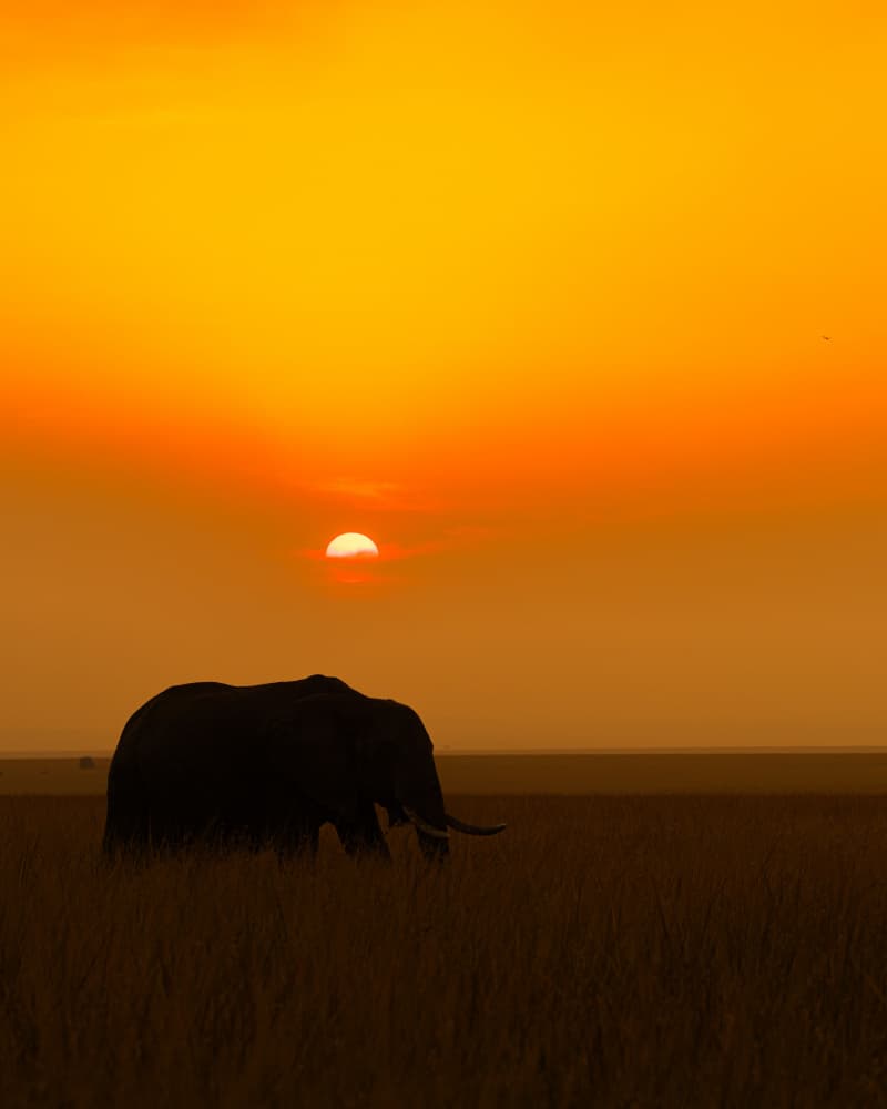 Elephant Sunset Silhouette by Yogesh Bhatia — canvas wall art