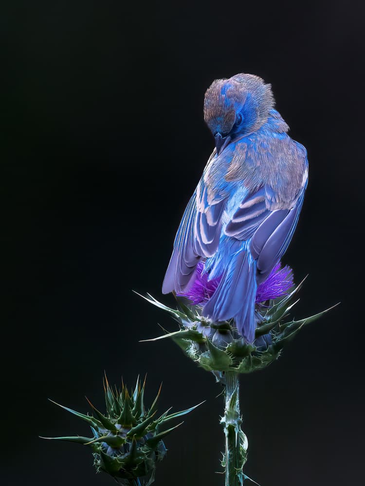 Blue Bird On Thistle by Taksing (吉星高照) — canvas wall art