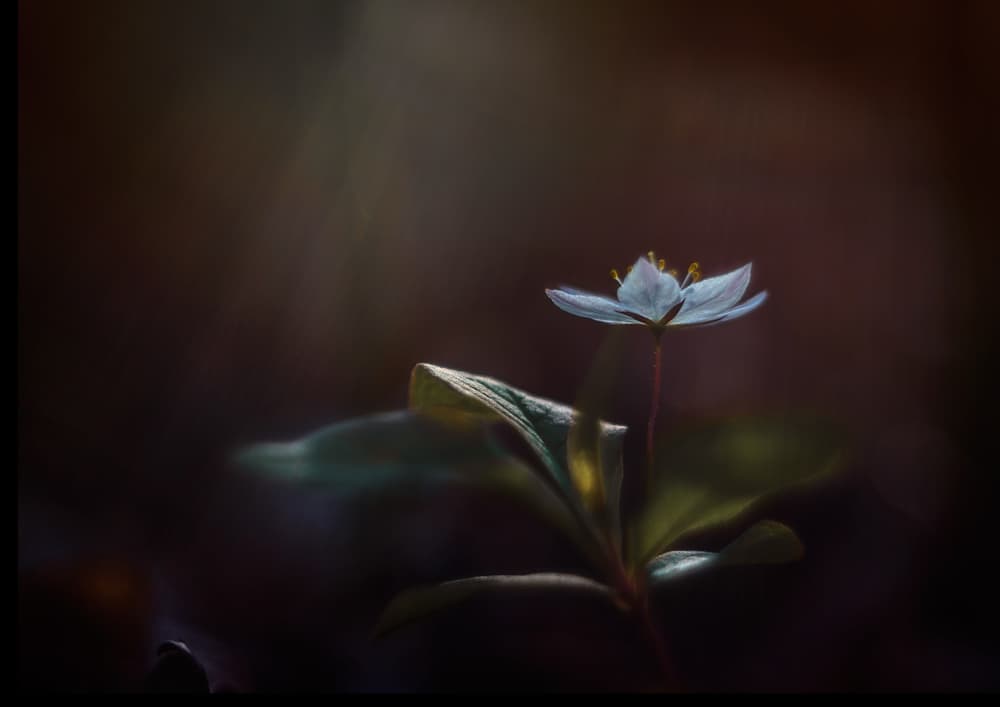 Delicate Forest Bloom by Katarina Holmström — canvas wall art