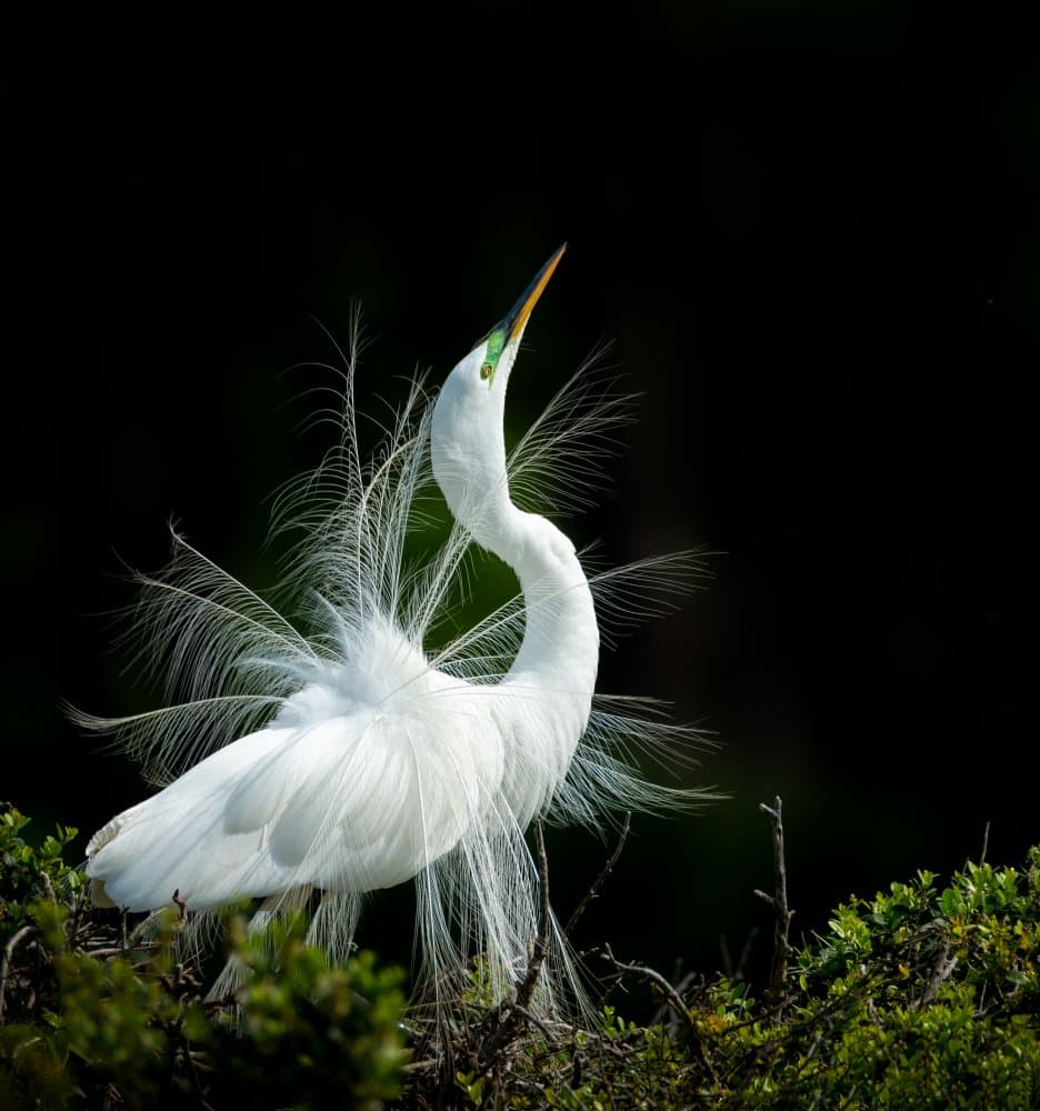 Elegant Egret Display by Wenjin Yu — canvas wall art