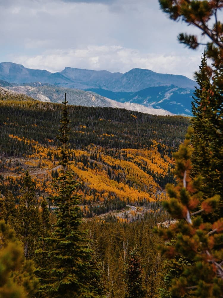 Golden Aspen Forest by Del Mundo Imagery — canvas wall art