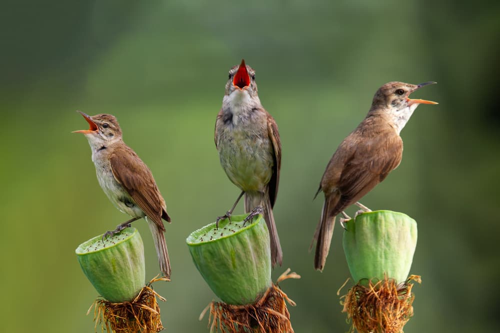 Singing Bird Trio by Shin Woo Ryu — canvas wall art