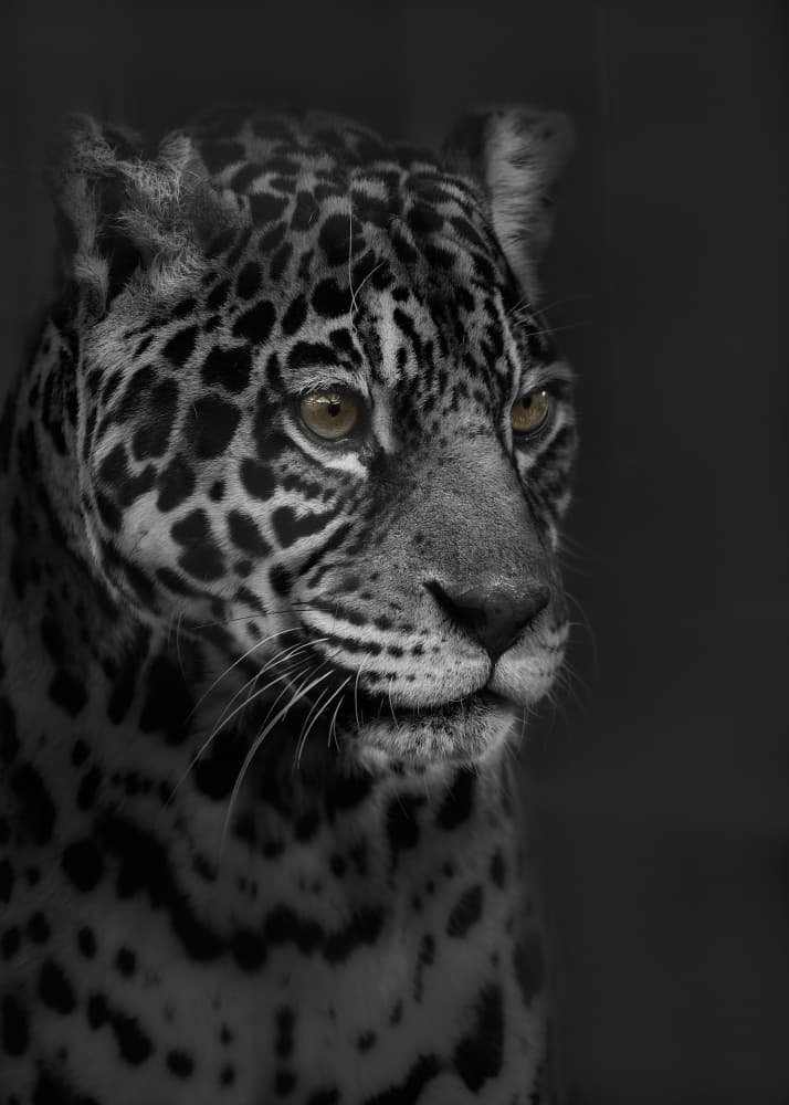 Golden-Eyed Jaguar by Kaisyakuji Yushi — canvas wall art