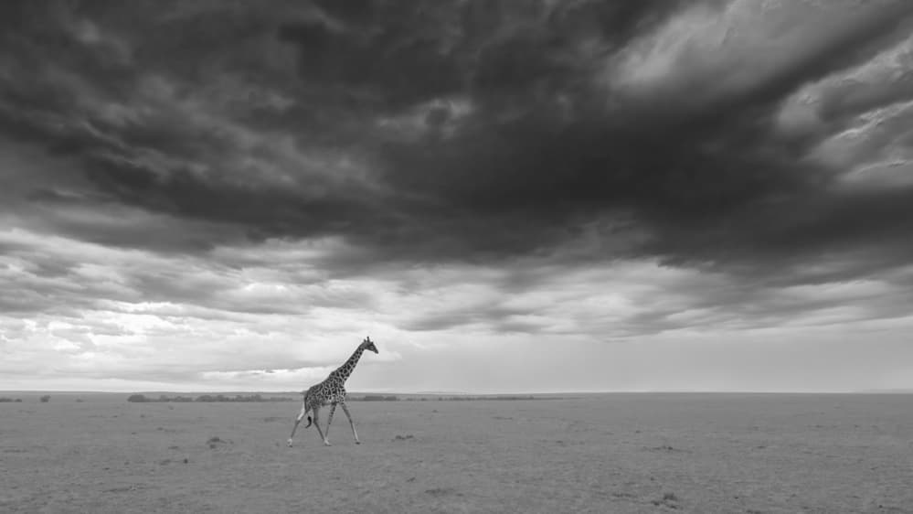 Giraffe Under Stormy Skies by Jie Fischer — canvas wall art