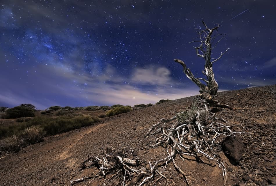 Ancient Tree Starry Night by Andrea Auf dem Brinke — canvas wall art